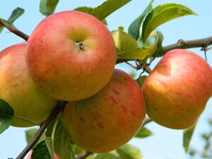 Malus d. 'James Grieve' 18-20 Hoogstam draadkluit 3 X verplant