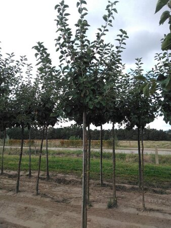 Malus d. 'Jacques Lebel' 16-18 Hoogstam draadkluit 3 X verplant - afbeelding 4