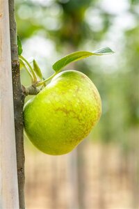 Malus d. 'Jacques Lebel' 20-25 Hoogstam draadkluit 4 X verplant - afbeelding 3