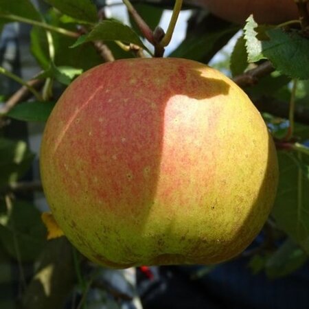 Malus d. 'Jos Musch' laagstam wortelgoed leiboom rek - afbeelding 2