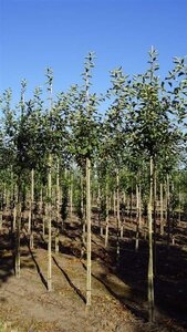 Malus d. 'Jonagold' (laat) 10-12 Hoogstam draadkluit - afbeelding 5
