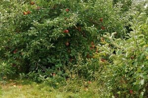 Malus d. 'Jonagold' (laat) 12-14 Hoogstam draadkluit 2 X verplant - afbeelding 2