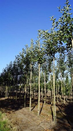 Malus d. 'Jonagold' (laat) 12-14 Hoogstam draadkluit 2 X verplant - afbeelding 6