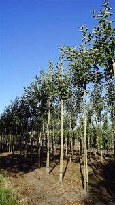 Malus d. 'Jonagold' (laat) 12-14 Hoogstam draadkluit 2 X verplant - afbeelding 6