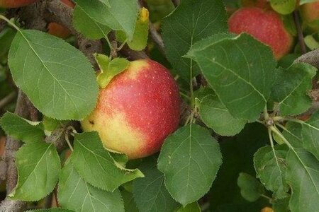 Malus d. 'Jonagold' (laat) 18-20 Hoogstam draadkluit 3 X verplant - afbeelding 3