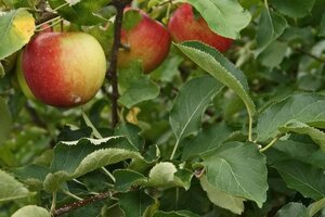 Malus d. 'Jonagold' (laat) container U vorm enkele