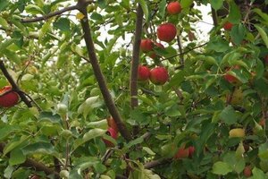 Malus d. 'Jonagold' (laat) dubbeleUmetrek wortelgoed - afbeelding 3