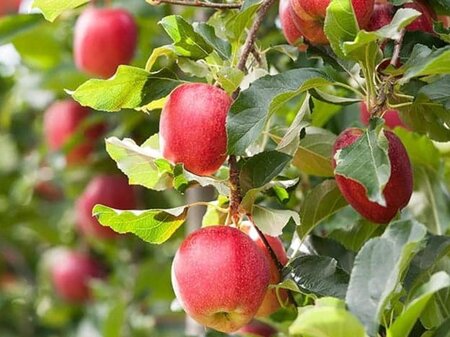 Malus d. 'Jonathan' 14-16 Hoogstam draadkluit dakvorm - afbeelding 2