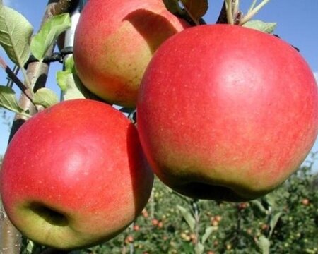 Malus d. 'Jonathan' 18-20 Hoogstam draadkluit 3 X verplant - afbeelding 2