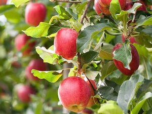 Malus d. 'Jonathan' dubbeleUmetrek wortelgoed - afbeelding 2