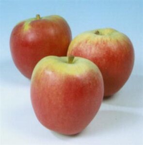 Malus d. 'Katja' 10-12 Hoogstam wortelgoed