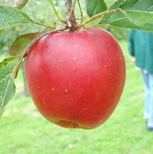Malus d. 'Katja' 10-12 Hoogstam wortelgoed - afbeelding 2