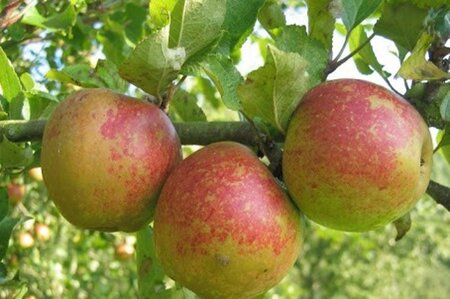 Malus d. 'Keuleman' = 'Geule de Mouton' 10-12 Halfstam wortelgoed