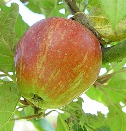Malus d. 'Keuleman' = 'Geule de Mouton' 8-10 Hoogstam wortelgoed - afbeelding 3