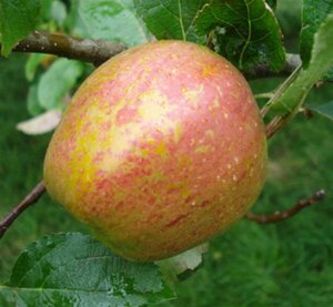 Malus d. 'Keuleman' = 'Geule de Mouton' 8-10 Hoogstam wortelgoed - afbeelding 4