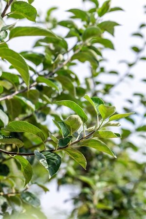 Malus d. 'Kaiser Wilhelm' 12-14 Hoogstam draadkluit 2 X verplant - afbeelding 2