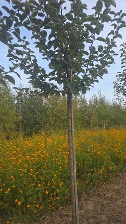 Malus d. 'Kaiser Wilhelm' 14-16 Hoogstam wortelgoed 2 X verplant - afbeelding 6