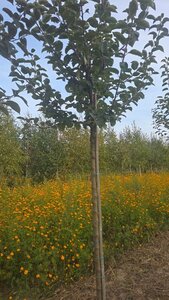 Malus d. 'Kaiser Wilhelm' 14-16 Hoogstam wortelgoed 2 X verplant - afbeelding 6