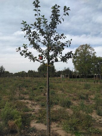 Malus d. 'Kaiser Wilhelm' 14-16 Hoogstam wortelgoed 2 X verplant - afbeelding 7