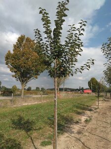 Malus d. 'Kaiser Wilhelm' 14-16 STA BR 2 X V - image 5