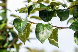Malus d. 'Kaiser Wilhelm' 20-25 Hoogstam draadkluit 4 X verplant - afbeelding 3