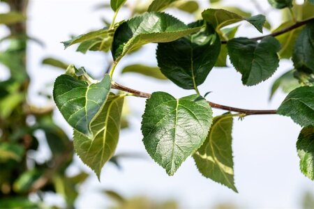 Malus d. 'Kaiser Wilhelm' 8-10 cm met kluit geveerd - afbeelding 2