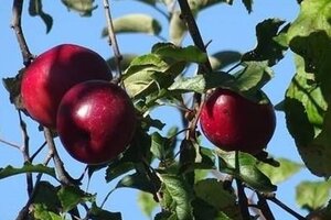 Malus d. 'Melrose' 18-20 Hoogstam draadkluit 3 X verplant