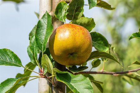 Malus d. 'Melrose' enkelUmetrek wortelgoed - afbeelding 2