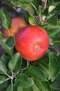 Malus d. 'La Nationale' 12-14 Halfstam wortelgoed