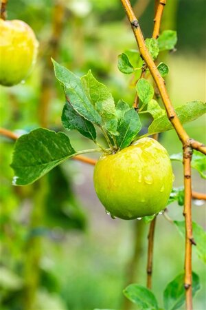 Malus d. 'Notarisappel' 16-18 Hoogstam wortelgoed 3 X verplant - afbeelding 1