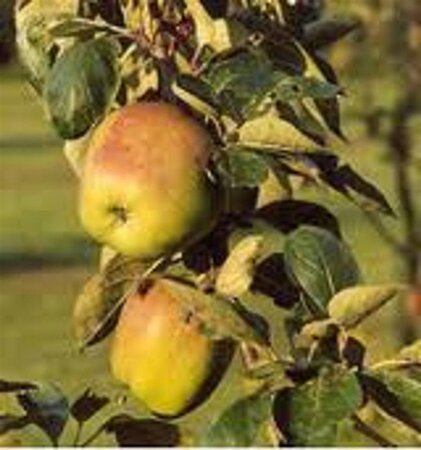 Malus d. 'Notarisappel' 8-10 Halfstam wortelgoed - afbeelding 3