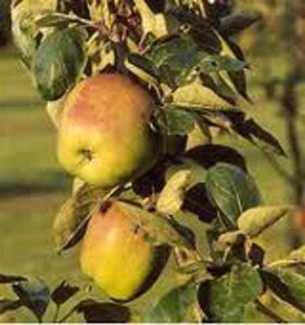 Malus d. 'Notarisappel' 8-10 Halfstam wortelgoed - afbeelding 3