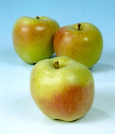 Malus d. 'Notarisappel' 8-10 Hoogstam wortelgoed - afbeelding 3