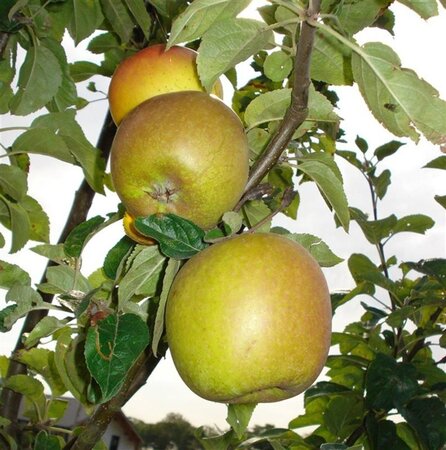 Malus d. 'Notarisappel' 8-10 Hoogstam wortelgoed - afbeelding 4