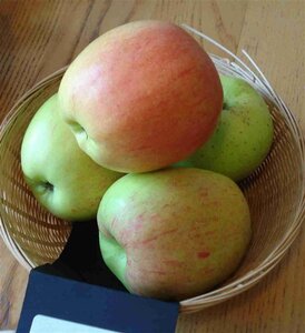 Malus d. 'Notarisappel' 8-10 Hoogstam wortelgoed - afbeelding 5