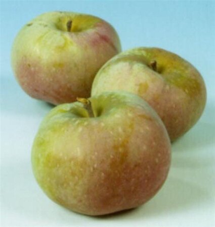 Malus d. 'Ontario' 6-8 Hoogstam wortelgoed - afbeelding 3