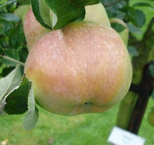 Malus d. 'Ontario' 6-8 Hoogstam wortelgoed - afbeelding 4