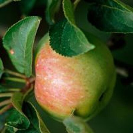 Malus d. 'Ontario' 8-10 Hoogstam wortelgoed - afbeelding 1