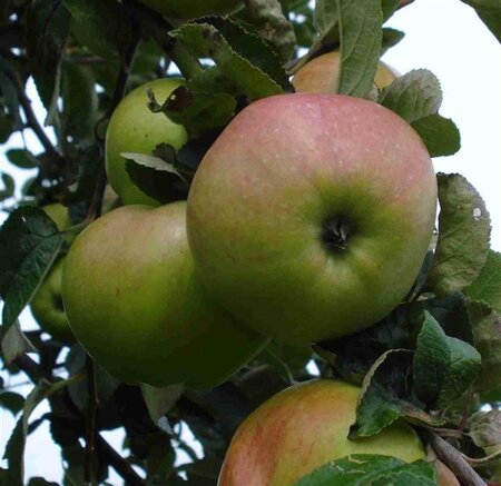 Malus d. 'Ontario' 8-10 Hoogstam wortelgoed - afbeelding 2