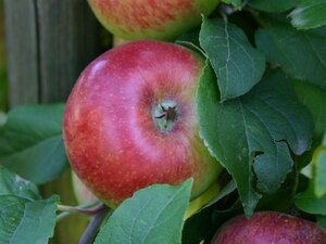 Malus d. 'Prinz Alb. von Preussen' 8-10 Hoogstam wortelgoed