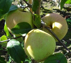 Malus d. 'Pinova' 8-10 Hoogstam wortelgoed - afbeelding 2