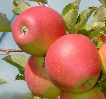 Malus d. 'Pinova' 8-10 Hoogstam wortelgoed - afbeelding 3