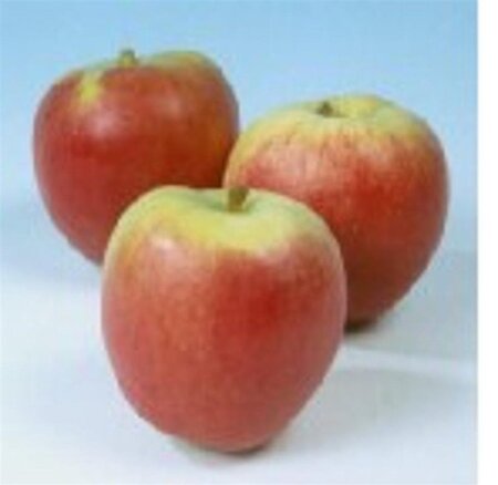 Malus d. 'Pinova' 8-10 Hoogstam wortelgoed - afbeelding 4