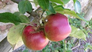 Malus d. 'Radoux' 8-10 Halfstam wortelgoed