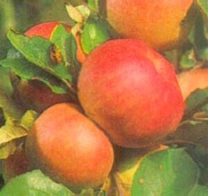 Malus d. 'Roter Berlepsch' 10-12 Hoogstam wortelgoed