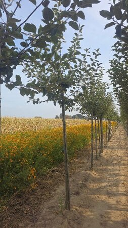 Malus d. 'Rode Boskoop' 14-16 Hoogstam wortelgoed 2 X verplant - afbeelding 2