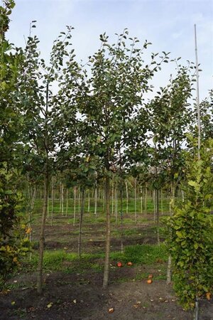 Malus d. 'Rode Boskoop' 18-20 Hoogstam draadkluit 3 X verplant - afbeelding 2