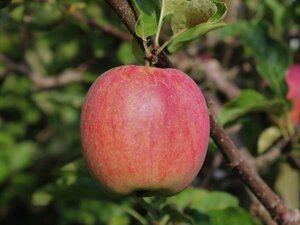 Malus d. 'Rode Boskoop' 18-20 Hoogstam draadkluit 3 X verplant