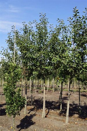 Malus d. 'Rode Boskoop' 18-20 Hoogstam draadkluit 3 X verplant - afbeelding 3