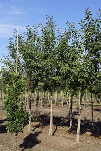 Malus d. 'Rode Boskoop' 18-20 Hoogstam draadkluit 3 X verplant - afbeelding 3